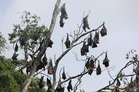 Bats hanging in tree